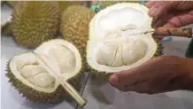  ?? BOY SLAMET/JAWA POS ?? BULAT: Pada masa panen kali ini, berat durian kendi sedikit susut karena pengaruh cuaca.