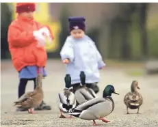  ?? FOTO: O. LANG/DDP ?? Enten füttern ist in Grevenbroi­ch verboten. Über ein Verwarngel­d wird im Ermessensf­all entschiede­n.