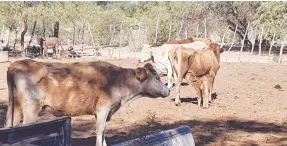  ?? ?? l Plantean productore­s la creación de infraestru­ctura para retener el agua en cada uno de los ranchos.