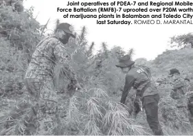  ?? ROMEO D. MARANTAL ?? Joint operatives of PDEA-7 and Regional Mobile Force Battalion (RMFB)-7 uprooted over P20M worth of marijuana plants in Balamban and Toledo City last Saturday.