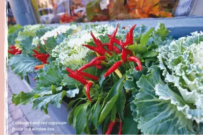  ?? ?? Cabbages and red capsicum fruits in a window box