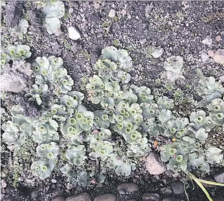  ?? S. LEVICKI ?? Liverworts can take over a garden if they’re allowed to grow in moist, damp conditions.