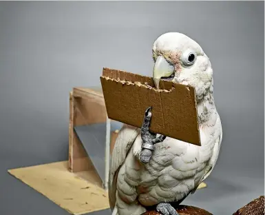  ?? GOFFIN LAB, UNIVERSITY OF VETERINARY MEDICINE VIENNA ?? A Goffin cockatoo tears off a strip of cardboard to use as a tool to reach food.