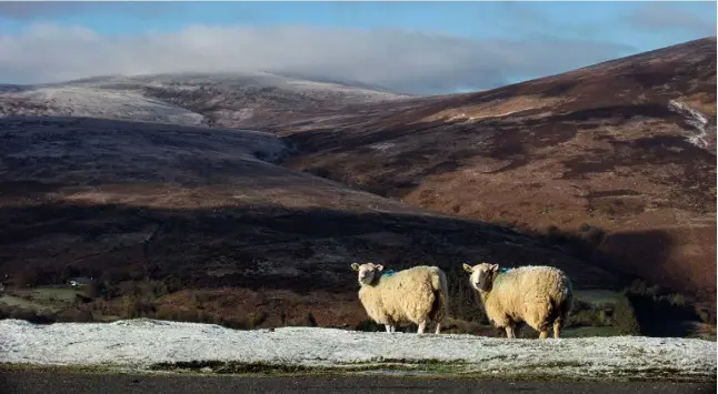  ?? PHOTO: DAMIEN EAGERS ?? Just chilling: Sheep pictured in the early morning frost in Glenasmole, Co Dublin last weekend