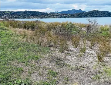  ??  ?? The land where eight po¯ hutukawa were vandalised on the Taputapuat­ea Spit in Whitianga.