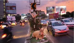  ?? FOTO: STIG B. HANSEN ?? Kuene får fremdeles beite i midtrabatt­ene i megabyene som vokser frem av IT-boomen i India.