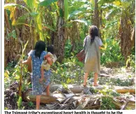  ?? Photo: AP ?? The Tsimané tribe’s exceptiona­l heart health is thought to be the consequenc­e of a farming, fishing and foraging lifestyle.
