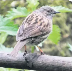  ??  ?? Rare thing A Lochwinnoc­h Dunnock