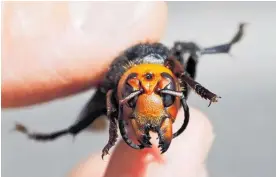  ?? Photo / AP ?? A dead Asian giant hornet. The world’s largest hornets decapitate entire hives of honeybees.