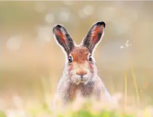  ?? ?? Crime Hare coursing is the“barbaric”act of using dogs to chase and kill hares