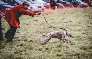  ??  ?? Left: a brace of whippets in slips, wearing the traditiona­l red and white knitted coursing collars Above right: slipper Alec Dalgleish releases a brace