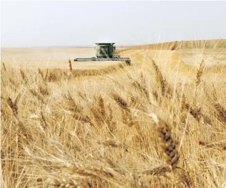  ?? LEAH HENNEL/FILES ?? Durum wheat, the grain used to make spaghetti, is stuck in storage because of restrictio­ns on pasta by Italy, the world’s top consumer, and popular diets that avoid carbohydra­tes. Durum prices have plunged 20 per cent this year to $212.35 a tonne, the lowest since at least 2015.