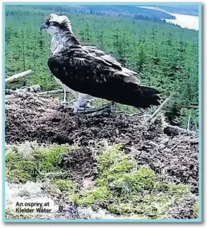  ??  ?? An osprey at Kielder Water