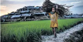  ??  ?? > A young Rohingya refugee gathers firewood after arriving from Myanmar