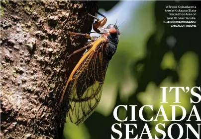  ?? E. JASON WAMBSGANS/ CHICAGO TRIBUNE ?? A Brood X cicada on a tree in Kickapoo State Recreation Area on June 10 near Danville.