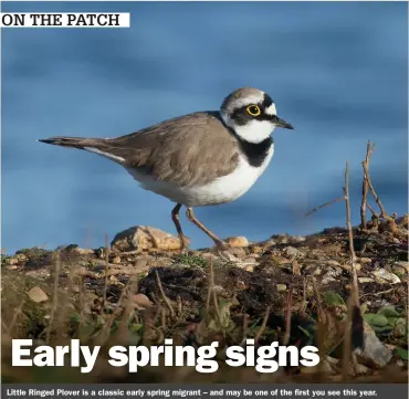  ?? ?? Little Ringed Plover is a classic early spring migrant – and may be one of the first you see this year. Southerly winds from early March can produce the first of these waders back on British shores.