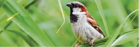  ?? Foto: Nicolas Armer, dpa ?? In Stadtzentr­en wird er immer weniger gesichtet, im Landkreis Günzburg ist er dagegen ein oft anzutreffe­nder Gast: der Spatz oder Haussperli­ng.