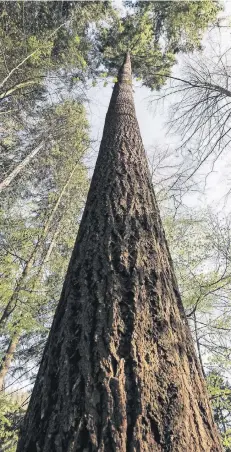  ?? FOTO: DPA ?? Die Douglasie „Waldtraut vom Mühlwald“ist 107 Jahre alt und wächst etwa 30 Zentimeter pro Jahr – sie wird also vorläufig der größte Baum bleiben.