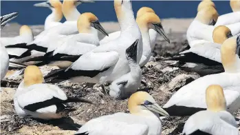  ?? JANE MUNDY ?? Cape Kidnappers at the edge of Hawke Bay is home to the largest gannet nesting site in the world.