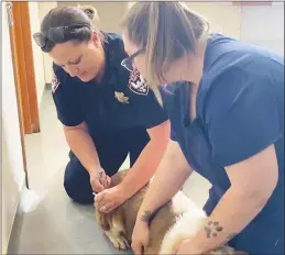  ?? Courtesy photo ?? Yuba County Animal Care Services Manager and Registered Veterinary Technician Heather Nall (left) vaccinates a shelter dog with the help of Animal Care Technician Kayla Kittle.