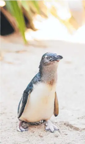  ?? Photos / Supplied ?? Trickster and perennial bridesmaid Mo is a crowd favourite in the running for Penguin of the Year.