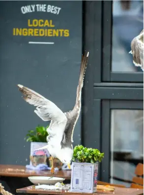 ??  ?? A seagull swoops for food on a table; right, gull campaigner Tim Newark