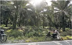  ?? AP ?? In this September 29, 2012 photo, a man pushes his motorbike at a palm oil plantation in Nagan Raya, Aceh province, Indonesia.