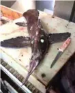  ?? SCOTT TANNER ?? A biologist believes the odd fish is the rarely encountere­d chimaera.