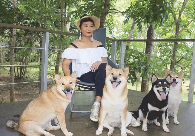  ?? Photos by JOEY VIDUYA ?? Shibas regal: Ces with her Shiba Inus Haruko, Dymka, Ichiro and Laika