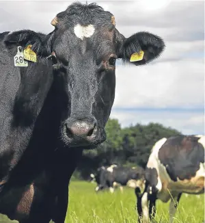  ?? Picture: Getty Images. ?? The UK Government believes compulsory milk contracts will provide greater security for dairy farmers.