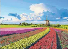  ?? FOTO: JAAP HART ?? Typisch Holland: Tulpen und Windmühlen von Jaap Hart.