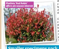  ??  ?? Photinia ‘Red Robin’ offers all-season interest