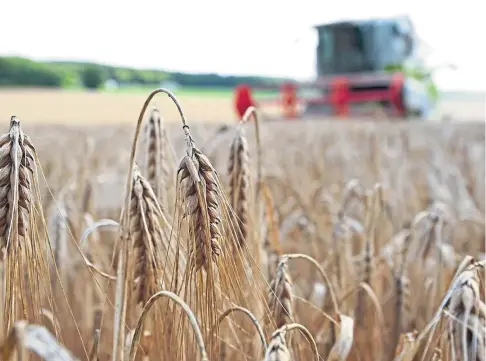  ??  ?? HEALTHY OUTLOOK: Pauls Malt saw a rise in profits last year despite pressures connected to the pandemic.