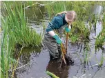  ??  ?? A volunteer clears a pingo – a type of rare pond found across the Norfolk landscape.