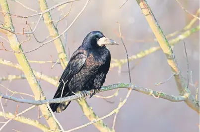  ??  ?? Young rooks’ organic diet, mostly of grain, seed, and insects, is said to produce appetising meat.