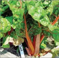  ?? PHOTO BY EMILY RYAN ?? Chard grows at Springton Manor Farm in Glenmoore.