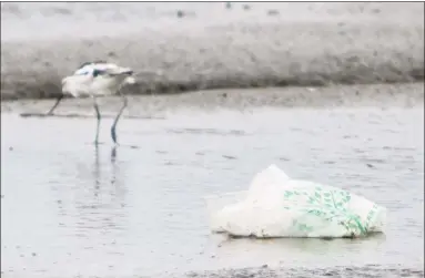  ?? Jessica Christian / The San Francisco Chronicle ?? Connecticu­t is considerin­g banning single-use plastic bags, which are detrimenta­l to the environmen­t. A bird picks around a disposed plastic bag during low tide in Oakland, Calif., last week.