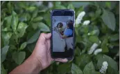  ?? OLIVER DE ROS — THE ASSOCIATED PRESS ?? Mynor Cardona shows a photo on his cellphone of her daughter, Yenifer Yulisa Cardona Tomás, at the hospital while receiving a visit, in Guatemala City, Monday. Yenifer Yulisa Cardona Tomás is one of the survivors of the more than 50 migrants who were found dead inside a tractortra­iler near San Antonio, Texas.