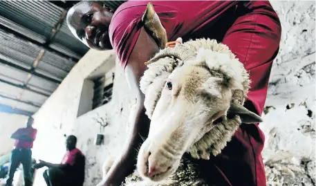  ?? Picture: SIMPHIWE NKWALI ?? WANTED: Immigratio­n regulation­s list the skills of three-time world champion sheep shearer Zwelile Hans as ’critical’ to South Africa
