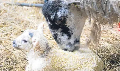  ?? Picture: Getty Images. ?? The lambing season is under way for many Scottish farmers.