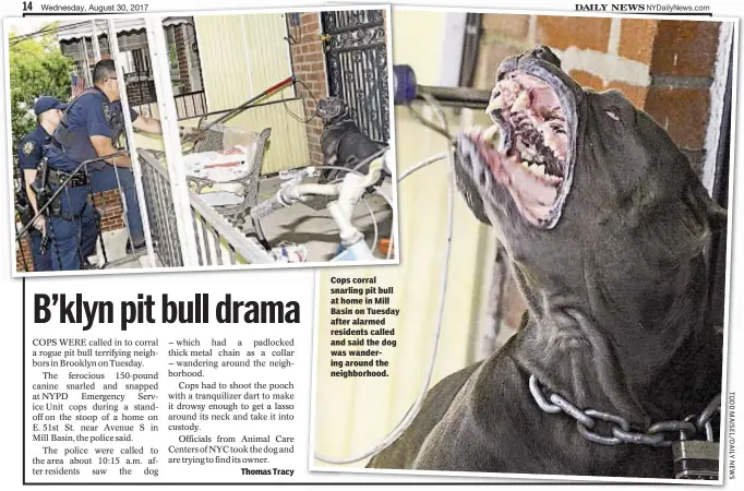  ??  ?? Thomas Tracy Cops corral snarling pit bull at home in Mill Basin on Tuesday after alarmed residents called and said the dog was wandering around the neighborho­od.