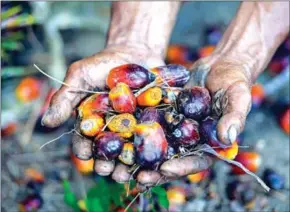  ??  ?? Indonesia and Malaysia, the first- and second-largest palm oil producers, have threatened to challenge the EU via the World Trade Organisati­on if the EU continues to phase out palm oil from transporta­tion fuel.