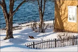  ?? FOTO: MARIUS HOE ?? Antall besøkende skal ha doblet seg på Gamslett Fiskarbond­egård det siste året. Anlegget besøkes jevnlig, også av den lokale oteren.