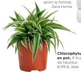  ??  ?? Chlorophyt­um
en pot, 9 po de hauteur, 8,99 $, Ikea