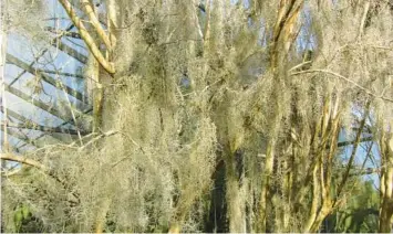  ?? TOM MACCUBBIN PHOTOS ?? Spanish moss engulfs a crape myrtle.