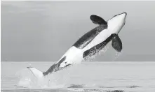  ??  ?? A female resident orca whale breaches while swimming in Puget Sound near Bainbridge Island. The federal government has released a recovery plan for the endangered population of killer whales off British Columbia’s southern coast.