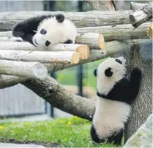  ?? ERNEST DOROSZUK/FILES ?? Made-in-Canada giant panda cubs Jia Panpan (Canadian Hope) and Jia Yueyue (Canadian Joy) hang out at the Toronto Zoo in May, 2016. They will be on their way to Calgary late next month.