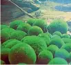  ??  ?? Marimo moss balls are algae with a velvety appearance that are found mostly in lakes in the northern hemisphere.