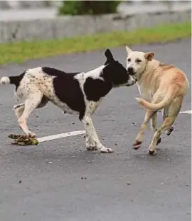  ??  ?? Stray dogs bark at people and rummage through rubbish bins in the area.