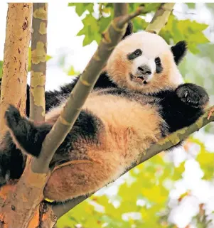  ?? FOTOS: MARTINA KATZ ?? Der Pandabär wird in China als Nationalsy­mbol verehrt.